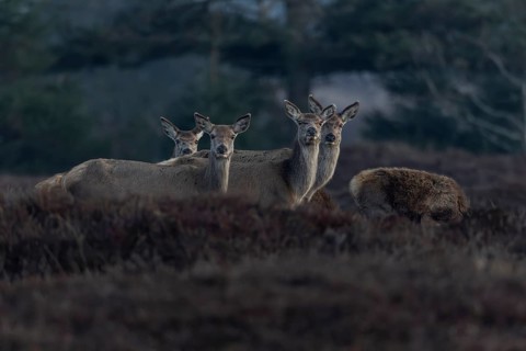 In the evening, red deer (Cervus elaphus) wander with their fawns to the grazing grounds on the