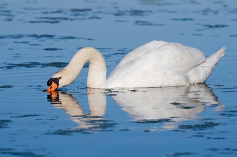Mute swan (Cygnus olor) swimming, with its reflection, North Rhine-Westphalia, Germany