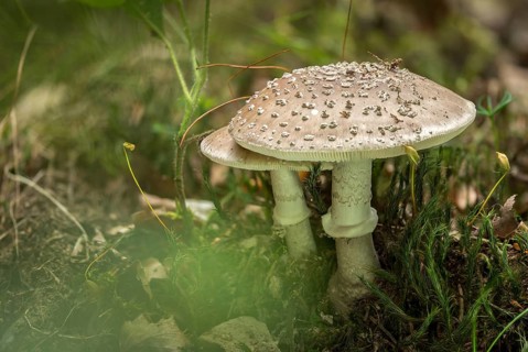 Amanita excelsa, amanita spissa, sunken bead, squat bead, gray fly sponge, gray pearl mushroom,