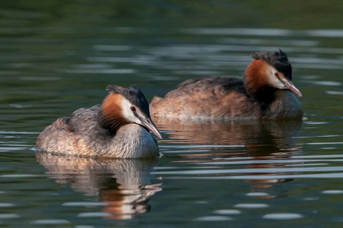 Great crested grebes, podiceps cristatus, birds, grebes, podicipedidae, divers, birds, waterbirds,