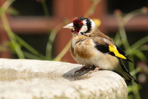 European goldfinch (Carduelis carduelis) adult garden bird on a bird water bath, England, United