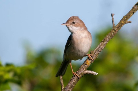 Brandenburg, garden warbler, Germany, Nabu, national natural heritage, natural paradise Grünhaus,