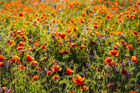 Meadow of red poppies (Papaver rhoeas) in sunlight