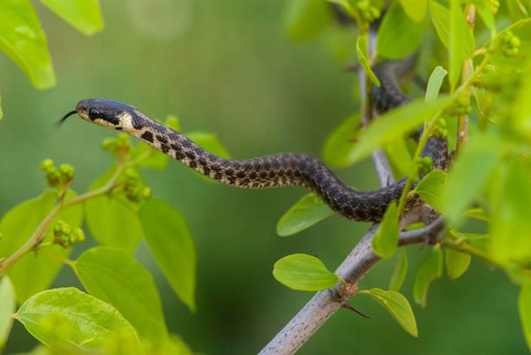 Aesculapian snake, Elaphe longissima, Zamenis longissimus, Bulgaria, critters, FFH, adolescent,