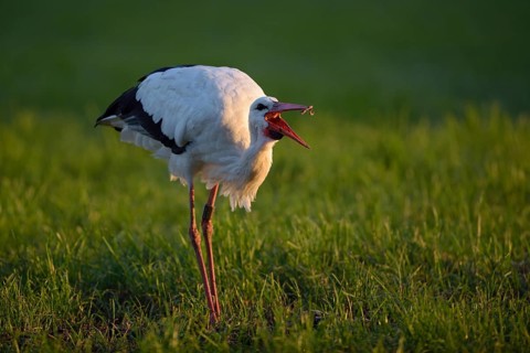 Weissstorch (Ciconia ciconia), White Stork, Altvogel bei der Nahrungssuche, Oktober, NSG Dingdener