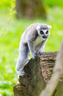 Ring-tailed lemur (Lemur catta) sitting on an old tree trunk, captive, Germany