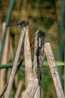 Leucorrhinia rubicunda, northern white-faced darter, ruby whiteface, abnormal, anisoptera, couple,