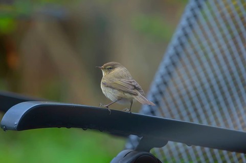 Warblers (Sylvia) on a garden chair, Franconia, Bavaria, Germany