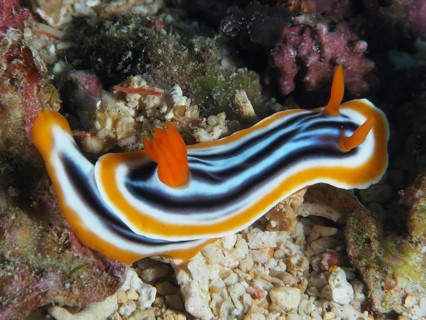 Striped Chromodoris slug with striking orange colouring, the magnificent star nudibranch
