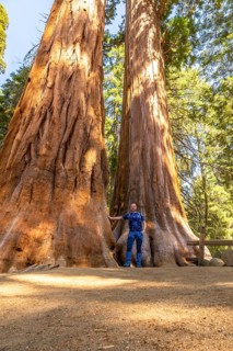 Man standing between colossal giant sequoias showing the immense scale of these ancient trees,