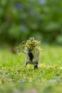 Great tit (Parus major) adult bird collecting moss for nesting material from a garden lawn in