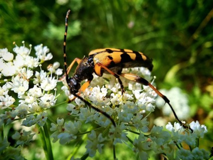 A black and yellow beetle, the spotted longhorn beetle (Rutpela maculata), with long antennae on