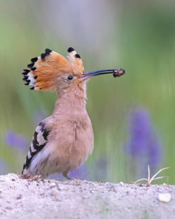 Hoopoe (Upupa epops) – Bird of the Year 2022, male during courtship, calling, nuptial gift, prey,