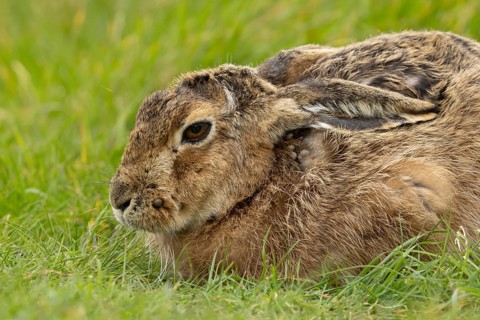 European brown hare (Lepus europaeus) adult animal resting in a grass field, England, United
