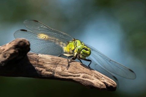 Green culbtail, green snaketail, green wedge, ophiogomphus cecilia, anisoptera, damselflies,