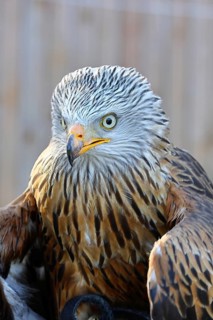 Red Kite (Milvus milvus), head portrait, animal portrait, in captivity, Rhineland-Palatinate,
