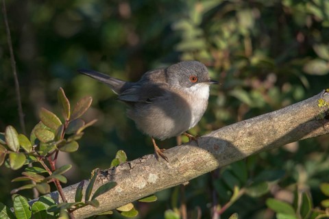 Granelli, Italy, Pantani Cuba and Longarini, velvet warbler, Sardinian warbler, Sylvia