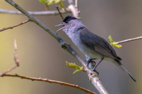 Blackcap, blackcap, blackcap, Sylvia atricapilla, birds, song, male, passeri, singing, songbirds,