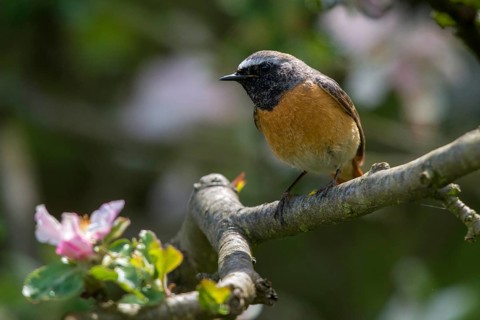 Redtail, Phoenicurus phoenicurus, redstart, birds, garden birds, male, passeri, songbirds, birds