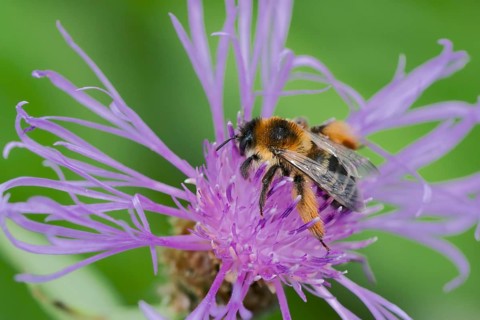Brown-rumped trouser bee (Dasypoda hirtipes) on knapweed flower, Lower Saxony, Germany