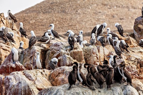A group of birds perched on rocky outcrops in a natural setting: Guanaco cormorants (Leucocarbo