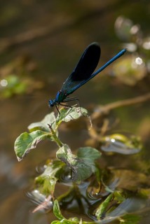 Banded demoiselle, calopteryx splendens, banded dragonfly, Bulgaria, damselflies, dragonflies, high
