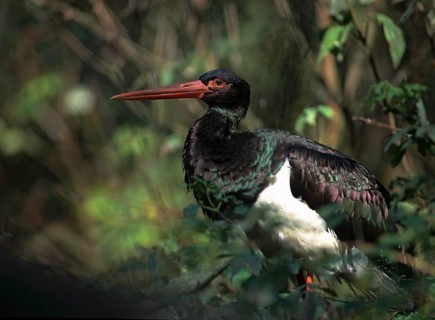 Black stork, ciconia nigra, black stork, birds, ciconiiformes, leo, waitbirds, stork, stork,