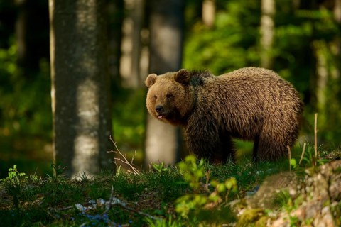 A young brown bear explores the forest floor, surrounded by tall trees, European brown bear (Ursus