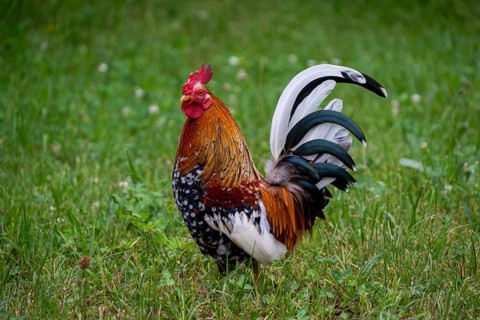 A rooster, dwarf chicken with colorful, magnificent plumage stands in green meadow, Upper Bavaria,
