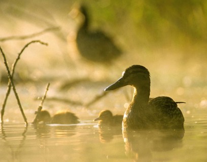 Anas platyrhynchos, dunes, chicks, mallard, mallard, anatidae, birds, ducks, ducks, ducks, ducks,