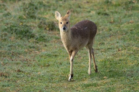 Chinese water deer (Hydropotes inermis) adult animal in grassland, RSPB Minsmere nature reserve,