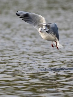 A black-headed gull in flight, Ümminger See, Bochum, Ruhrpott, North Rhine-Westphalia, Germany