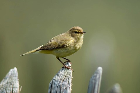 Chiffchaff, phylloscopus collybita, zilpzalp, birds, garden, garden fence, passeri, songbirds,
