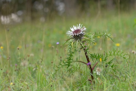 Asteraceae, carlina acaulis, boar root, Germany, daisy, nabu, natural heritage, Thuringia, wind