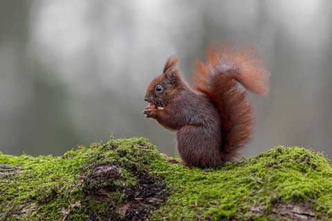 The mossy trunk of a fallen oak tree is an ideal place for the squirrel (Sciurus vulgaris) and also