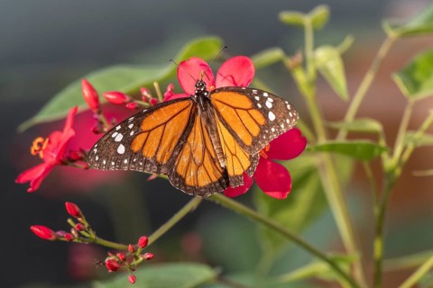 Monarch butterfly (Danaus plexippus), Curacao