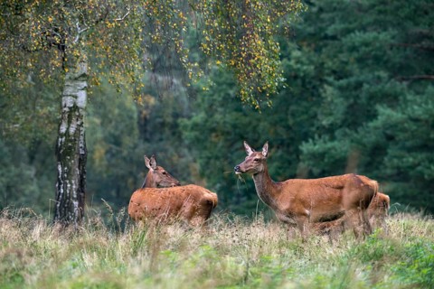 Artiodactyla, Cervus Elaphus, even-toed ungulate, cloven-hoofed, red deer, red deer, adult, deer,