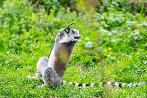 Ring-tailed lemur (Lemur catta) sitting in the grass, captive, Germany