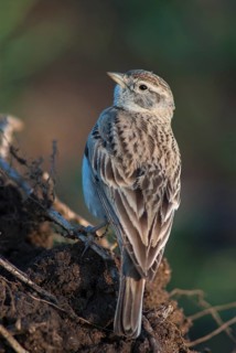 Calandrella brachydactyla, short-toed lark, birds, Bulgaria, high size, portrait format, larks,