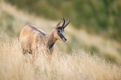 Chamois (Rupicapra rupicapra) on a meadow in the Vosges Mountains, wildlife, France