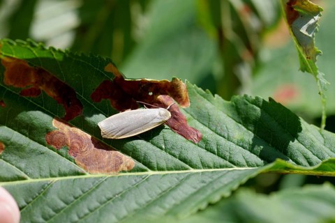 Collita griseola (Eilema griseola), moth, Austria
