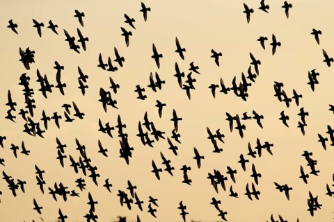 Golden plover (Pluvialis apricaria) adult wading birds in flight in a flock at sunset, England,