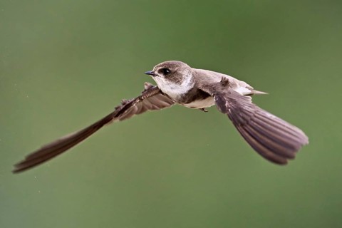 Sand martin (Riparia riparia), in flight, Reussegg nature reserve, Canton Aargau, Switzerlandq