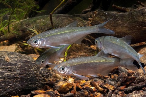 Ablette, alburnus alburnus, bleak, cyprinus alburnus, laugel, ukelei, onionfish, fish, fishes, leo,