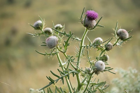 Asteraceae, Cirsium eriophorum, daisy, monk's crown, woolly thistle, woolly thistle, thistle,