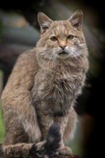 Carnivora, felis silvestris, predators, wildcat, high size, portrait format, mammals, raptors,