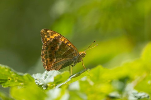 Silver-washed fritillary butterfly (Argynnis paphia) adult insect resting on a leaf in summer,