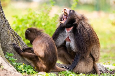 Gelada (Theropithecus gelada) male and female sitting together on the ground, captive, distribution