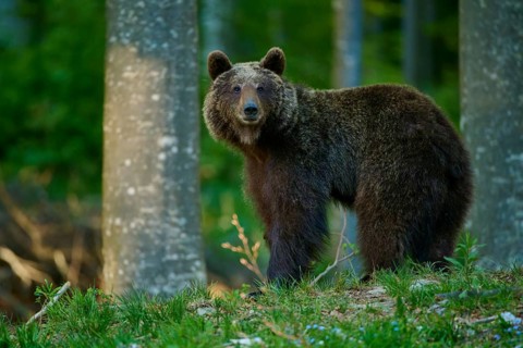 A brown bear stands majestically in the quiet forest, gazing ahead, European brown bear (Ursus