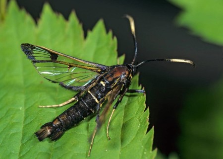 Large birch glass wing, synanthedon scoliaeform, synanthedon scoliaeformis, welsh clearwing,